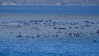 70 حوتا عالقا.. وخبراء يدرسون كيفية إخراجها من "المصيدة"