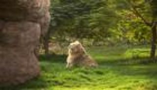 سفاري دبي بارك.. تجربة سياحية فريدة تنقلك لعالم مختلف