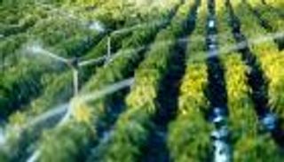 لأول مرة عربيا.. السعودية تزرع الخضراوات بمياه البحر