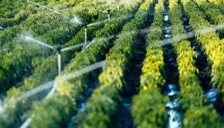 السعودية تنجح في زراعة الخضراوات بمياه البحر