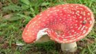 أمريكية تقتل زوجها بحيلة غريبة.. ومحرك البحث يكشفها