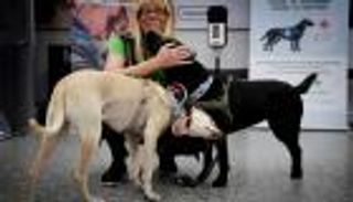 لن تغادر مطار هلسنكي إذا كنت مصابا بـ"كورونا".. احذر الكلاب