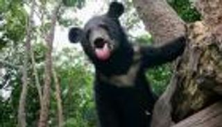 فيديو.. دب يهاجم طائرة مسيرة بعد إزعاجه