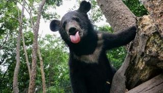 دب يحاول إسقاط طائرة مسيرة بعد إزعاجه- أرشيفية