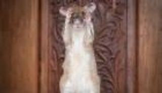 صور.. فأر يحصد ميدالية ذهبية لمهارته في كشف الألغام