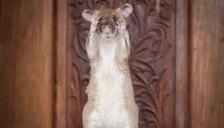 الفأر ماجاوا