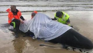 حوت جانح عند خليج ماكواري بجزيرة تاسمانيا جنوب أستراليا