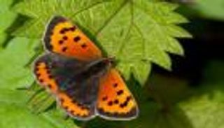 لماذا تتراجع أعداد الفراشات؟.. السر في "لون الأجنحة"