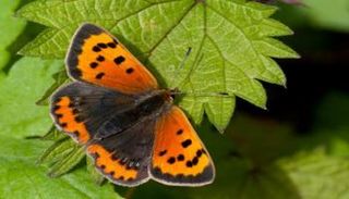 فراشة نحاسية صغيرة