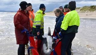 عناصر إغاثة يسعفون حوتا عند الساحل الغربي لجزيرة تاسمانيا