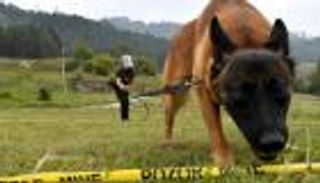 كلاب "معصومة من الخطأ" تكتشف الألغام في 3 دول عربية