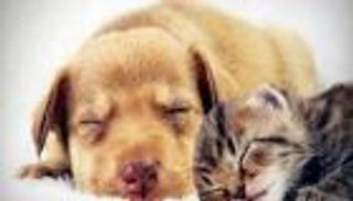 مكافحة آثار كورونا.. دور مثالي للحيوانات الأليفة