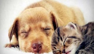 الحيوانات الأليفة تلعب دورا في مكافحة آثار كورونا