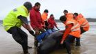 أكبر جنوح جماعي لحيتان في تاريخ أستراليا.. السبب مجهول