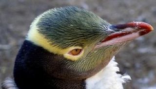 البطريق ذو العيون الصفراء