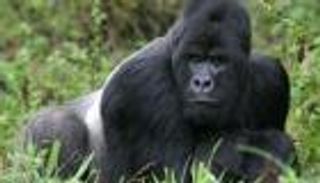 مواجهة مثيرة بين "غوريلا" وحارسة في حديقة بمدريد.. أصابها بجروح وكسور