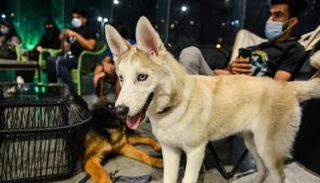 شبان وفتيات يتجمعون في المقهى للّعب مع كلاب بأحجام مختلفة