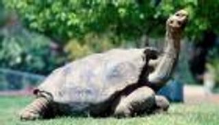 "جالاباجوس" يطلق 36 سلحفاة مهددة بالانقراض إلى الطبيعة