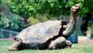 سلحفاة جالاباجوس