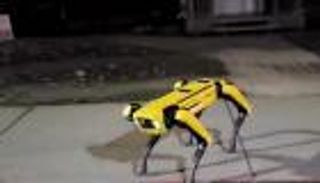 فيديو.. "الكلاب" تفرض إجراءات كورونا على العامة.. والسعر 75 ألف دولار