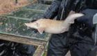 كافيار جبال الألب.. كنز نفيس