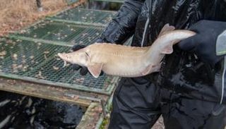 سمكة يباع بيضها أي الكافيار بأسعار عالية جداً