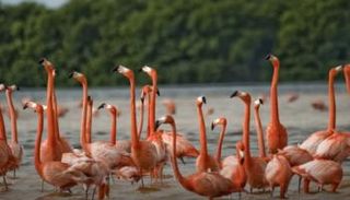 بحيرات أبجاتا شالا بإقليم أوروميا الإثيوبي 