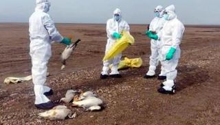 متخصصون يعاينون الطيور النافقة