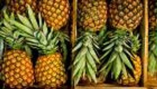 ابتكار طائرات "درونز" من أوراق الأناناس