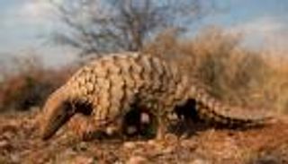 السجن 14 عاماً لشبكة صينية تهرب حراشف آكل النمل 