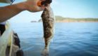 "السمكة الفتاكة" تقتل طفلة في سوريا.. وتحذير من تناولها