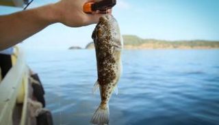 سمكة "النفيخة"