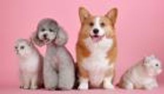 فن اختيار اسم الحيوان الأليف.. نصائح مفيدة  