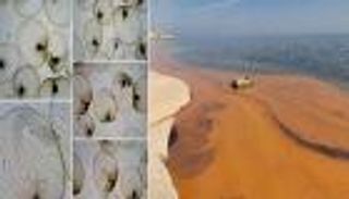 اكتشاف سر ظاهرة "المياه الملونة" على ساحل موريتانيا