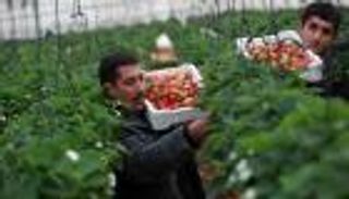 "ذهب غزة الأحمر".. فاكهة لا تصدأ