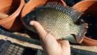 أسماك تنمو في الصحراء.. تجارة تونسية مربحة