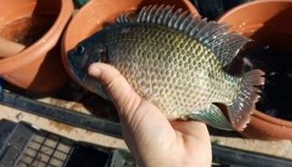 أسماك تنمو في الصحراء.. تجارة مربحة بعيدا عن السواحل في تونس