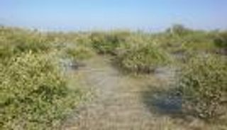 اكتشاف سر الاختفاء التاريخي لغابات المانغروف من عمان