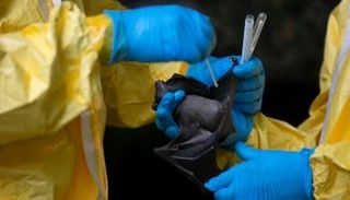 وفاة رجل في فرنسا بداء الكلب بعد تعرضه لعضة خفاش