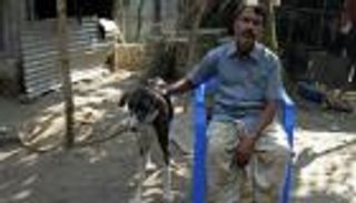 كلاب الـ"سراي" تحتضر في بنجلاديش.. ومحاولات خجولة للإنقاذ