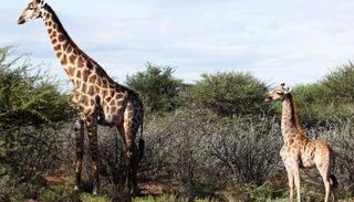 إحدى الزرافتين القزمتين