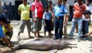 بالفيديو.. اعتقال 3 هنود في جريمة قتل "دلفين"