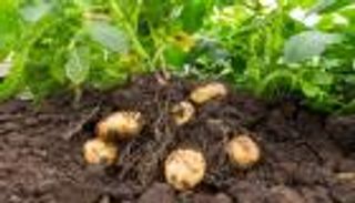 "حبة بطاطس" تثير الذعر في متنزه بريطاني