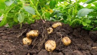 حبات بطاطس - أرشيفية