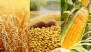 في عصر الوباء.. السلع الزراعية تعود إلى محافظ المستثمرين