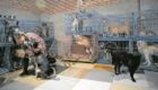 بالصور.. صينية تعيش مع 1300 كلب و100 قطة و4 خيول