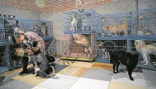 السيدة ون جون هونج مع كلابها