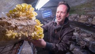 مزارعو عيش الغراب يواجهون صعوبات بالغة في تسويق منتجاتهم