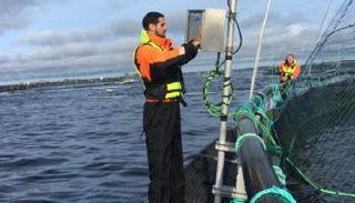 الكشف عن الأسماك الجائعة بالموجات الصوتية