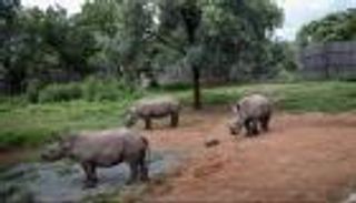 بالصور.. "ملجأ أيتام" لحماية صغار وحيد القرن